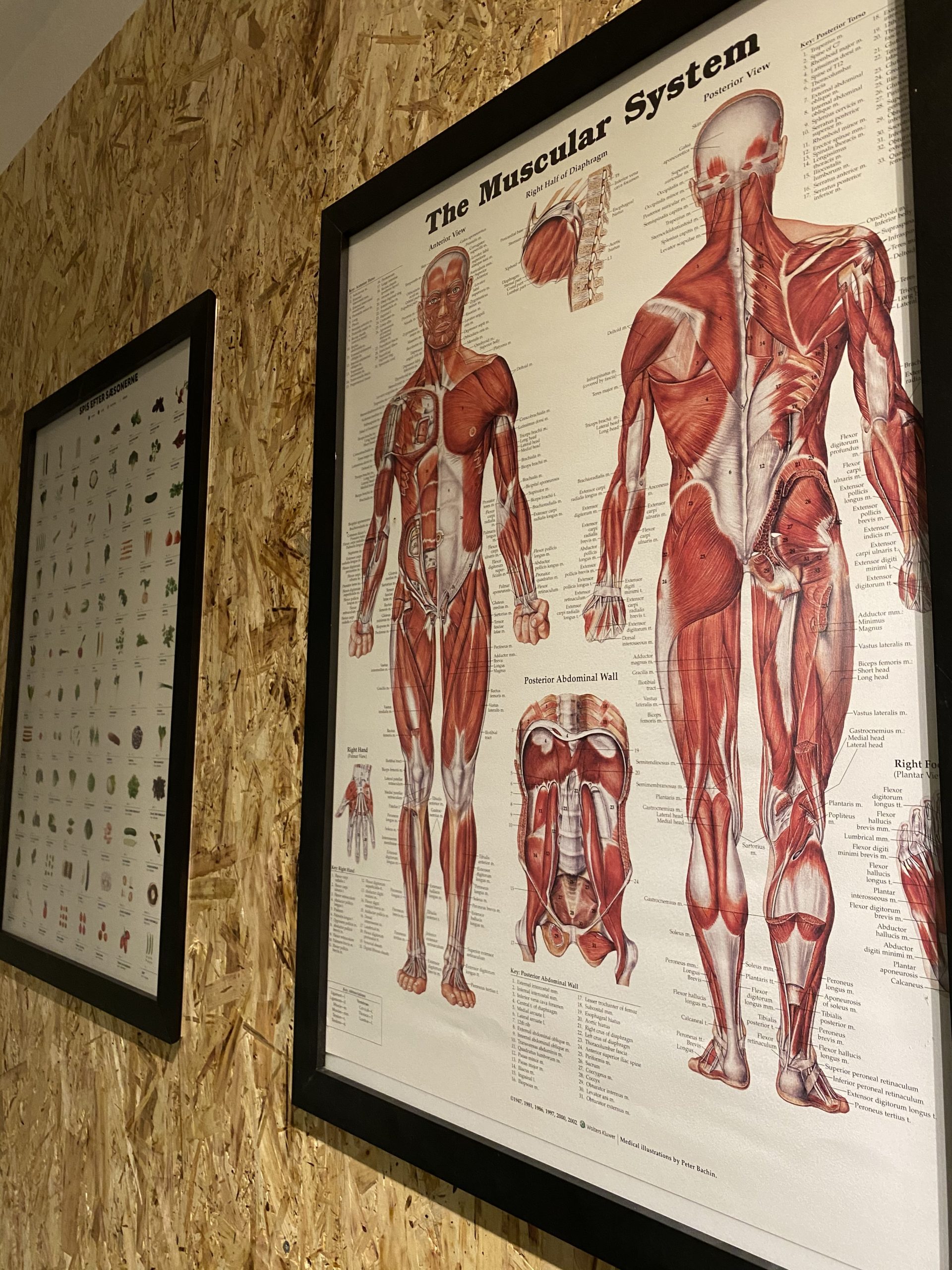 En anatomiplakat, der hænger i Sund Fornufts private træningslokale. Bliv klogere på din egen krop, mens du træner hos Sund Fornuft.